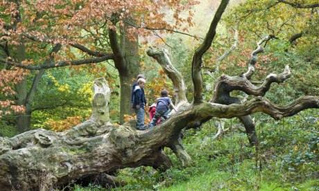 Few UK children connected to nature : Young boys playing on fallen tree in Autumn